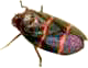 Bugs